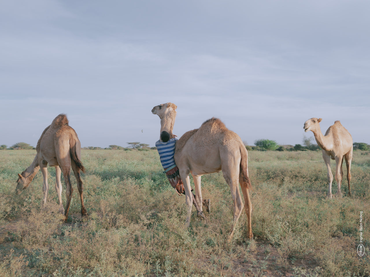 INGMAR B. NOLTING Camel Herder