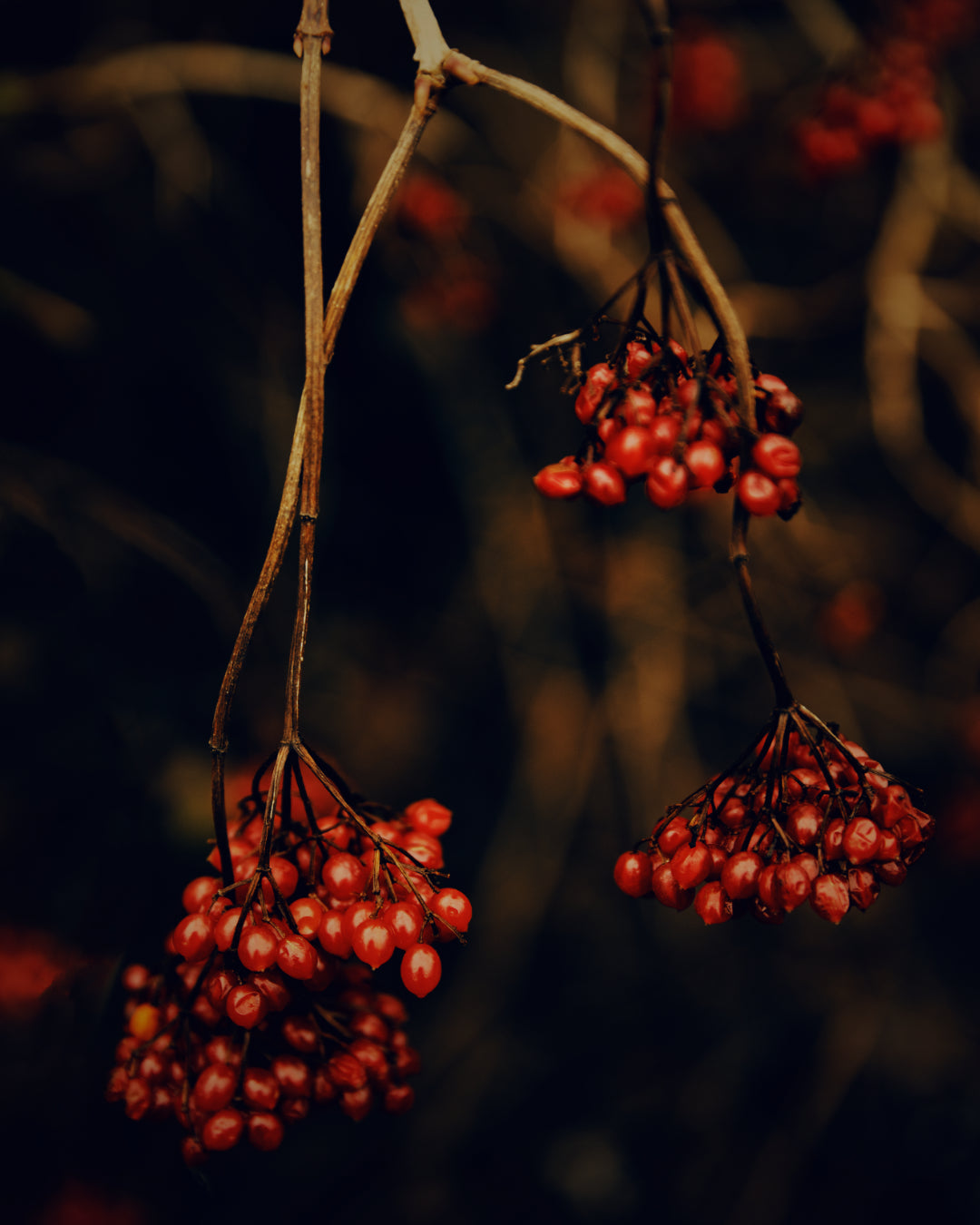 MARZENA SKUBATZ Wildnis IV