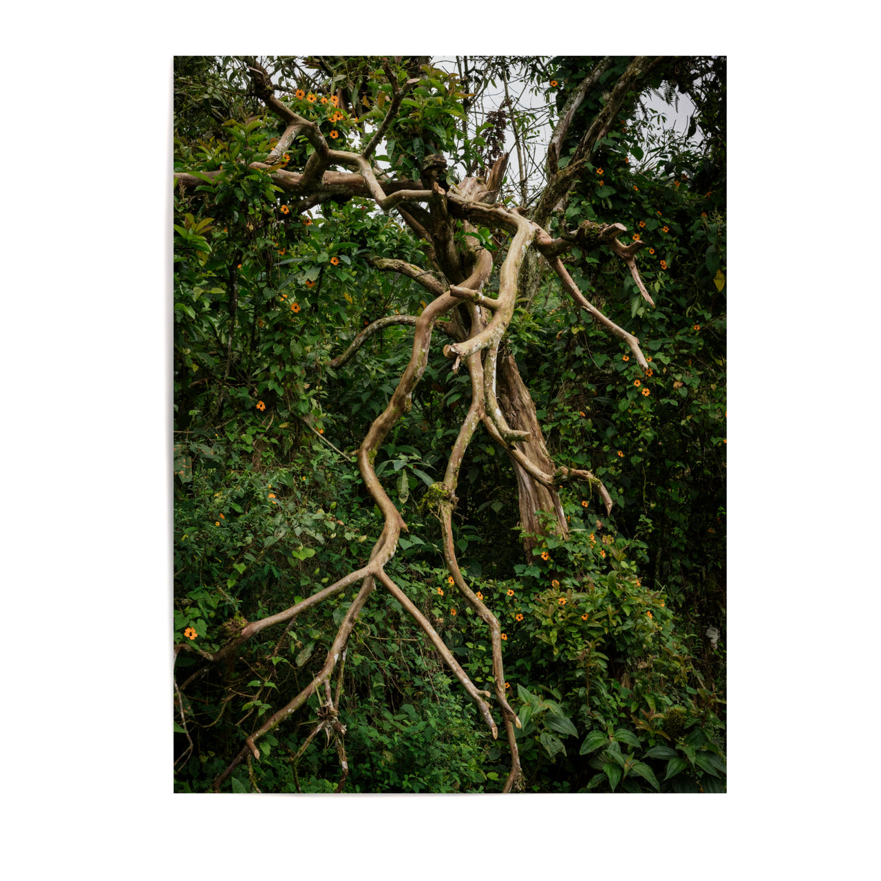 MARIA STURM Tress, Vines and Mosses Fine Art Print