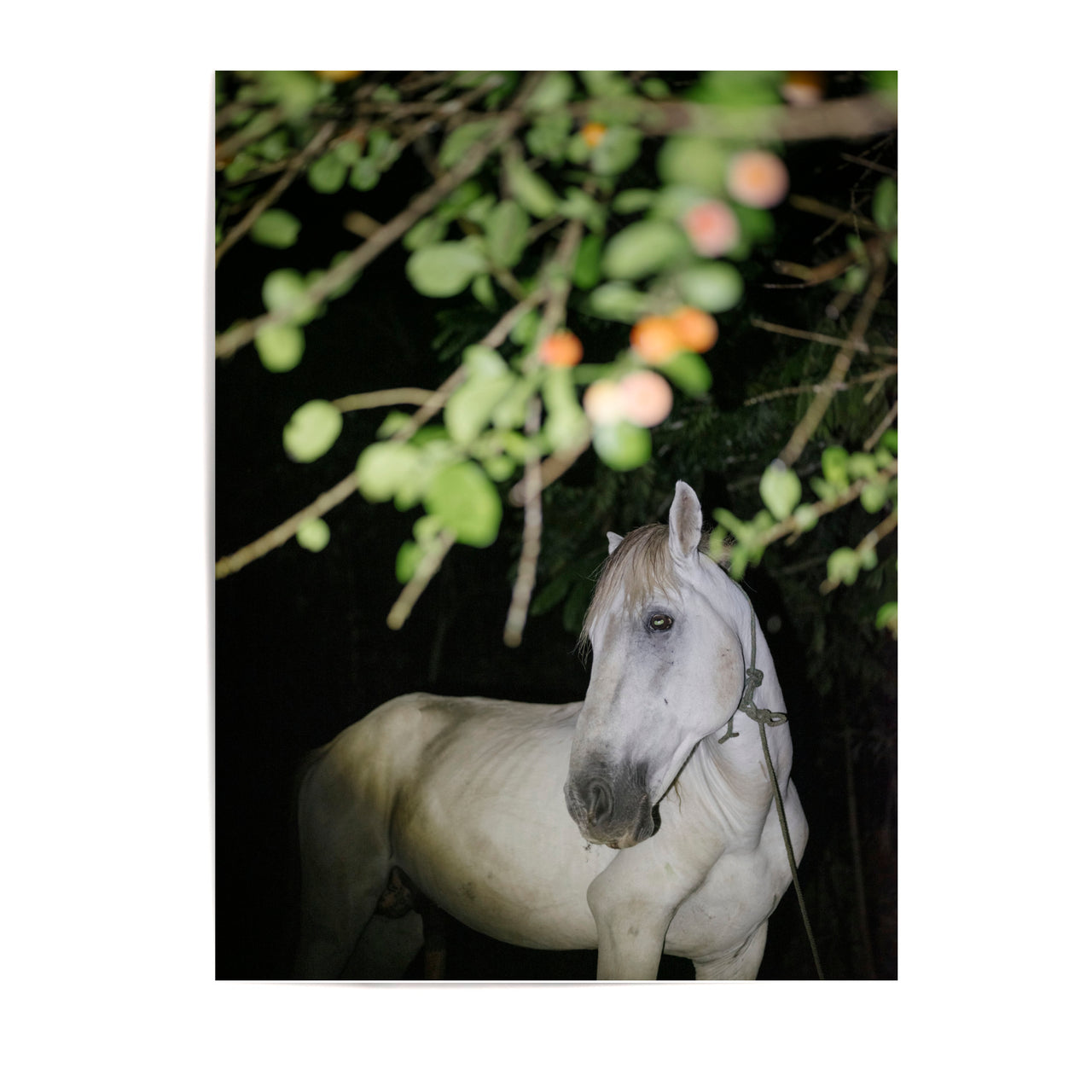 MARIA STURM Principe Fine Art Print