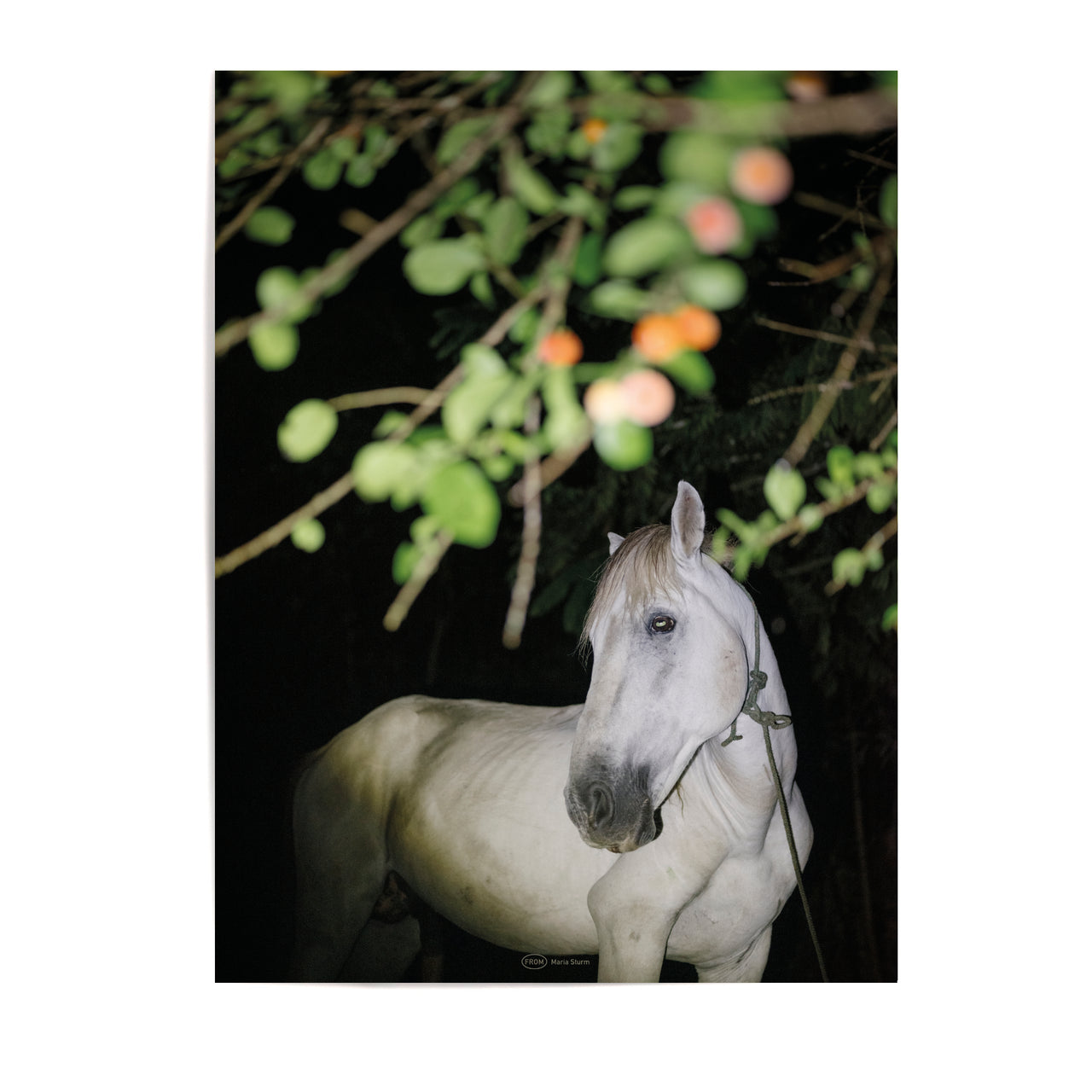 MARIA STURM Principe Poster Print