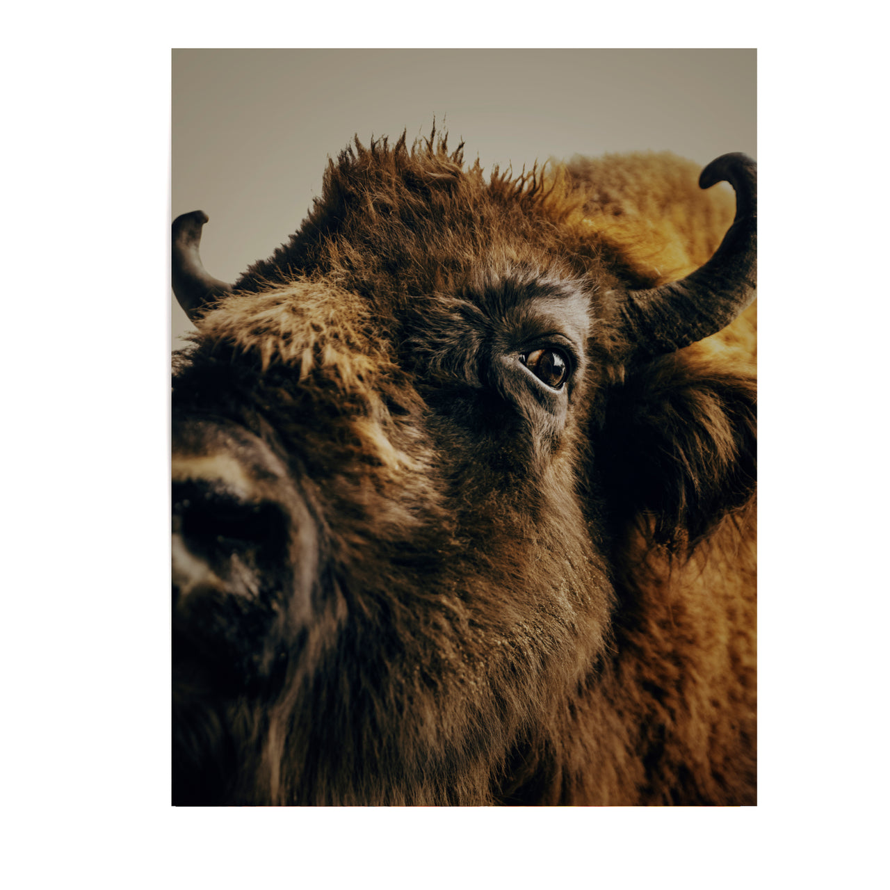 MARZENA SKUBATZ Wildnis III