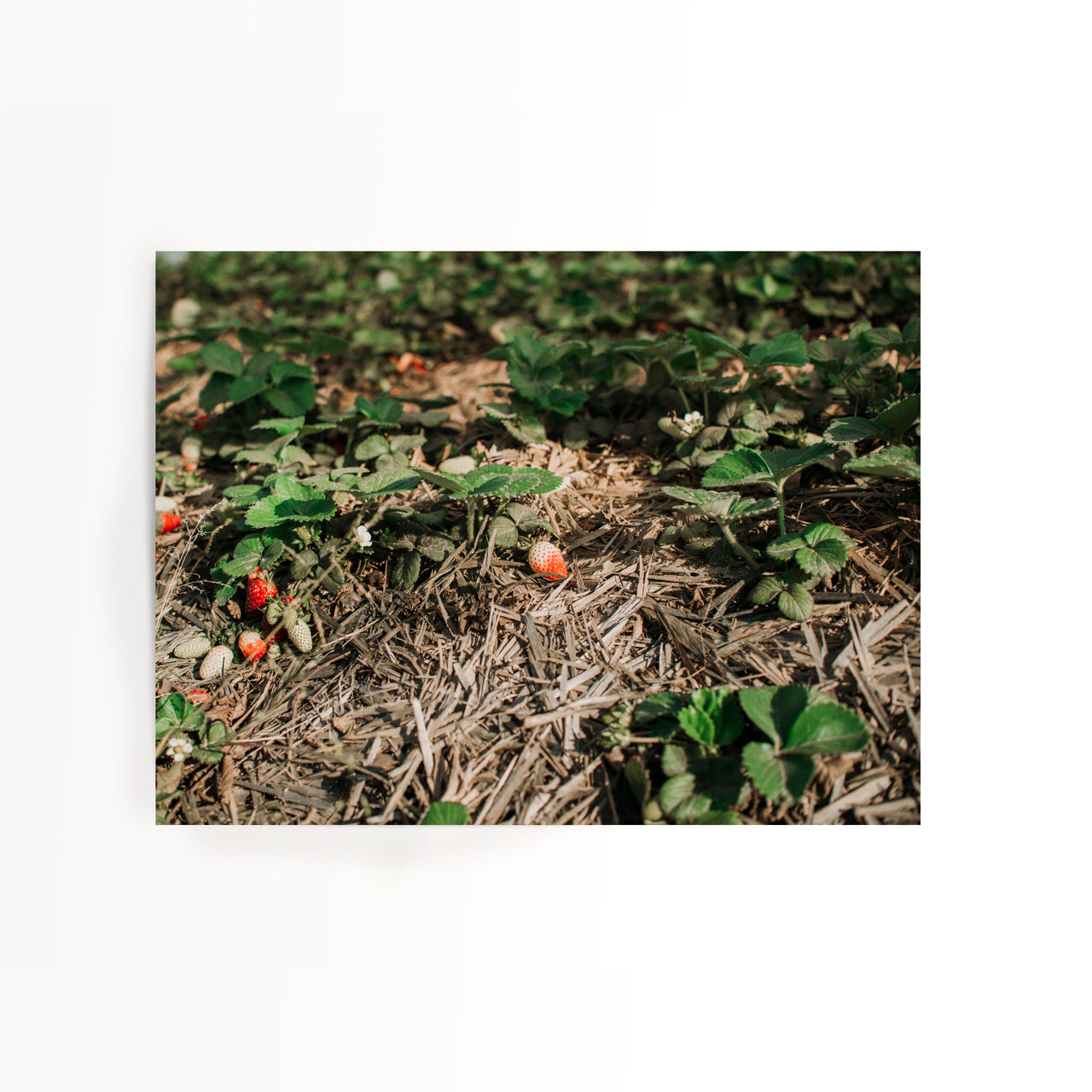 SONJA STICH Erdbeeren aus Spanien FINE ART PRINT