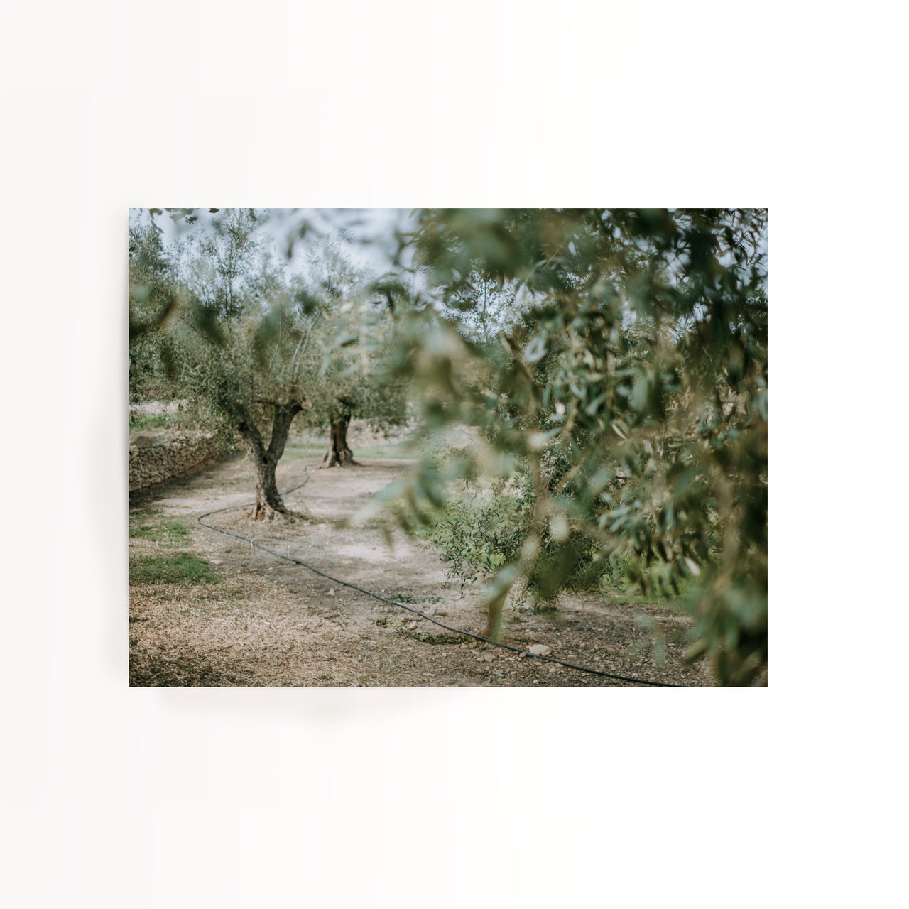 SONJA STICH Oliven Fern FINE ART PRINT