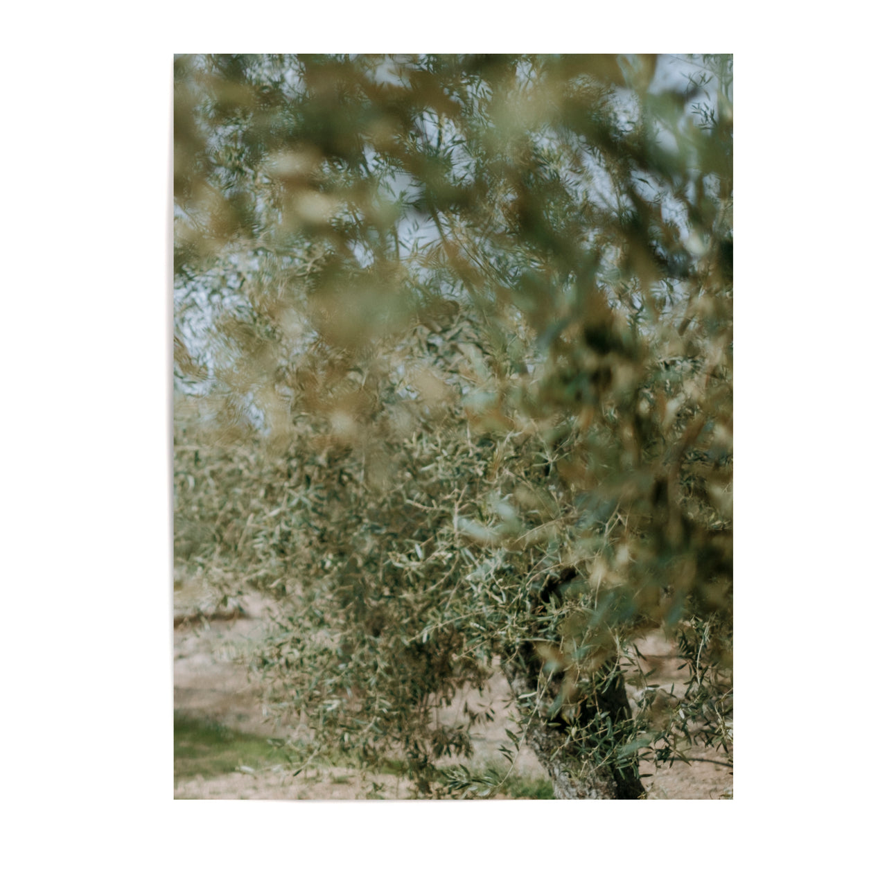 SONJA STICH Oliven Nah FINE ART PRINT