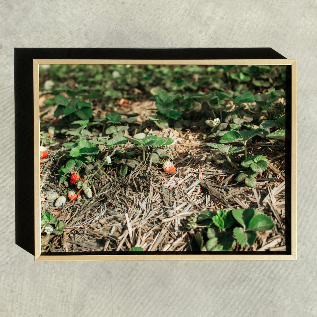 SONJA STICH Erdbeeren aus Spanien FINE ART PRINT