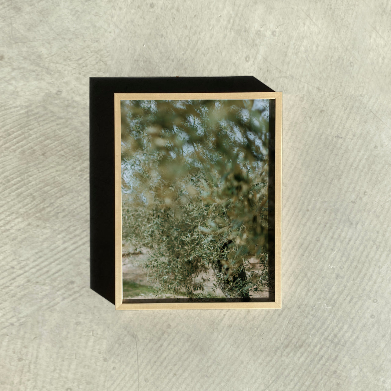 SONJA STICH Oliven Nah FINE ART PRINT