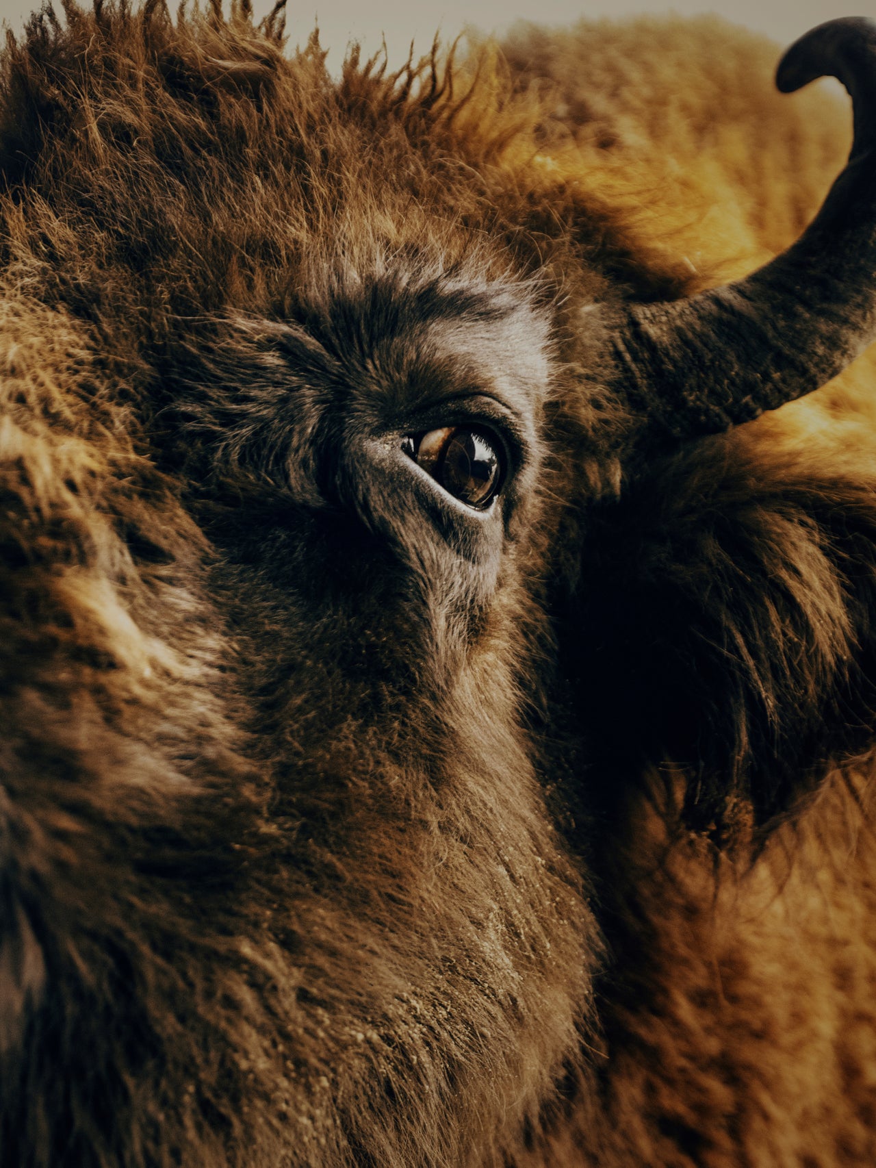 MARZENA SKUBATZ Wildnis 3 Poster