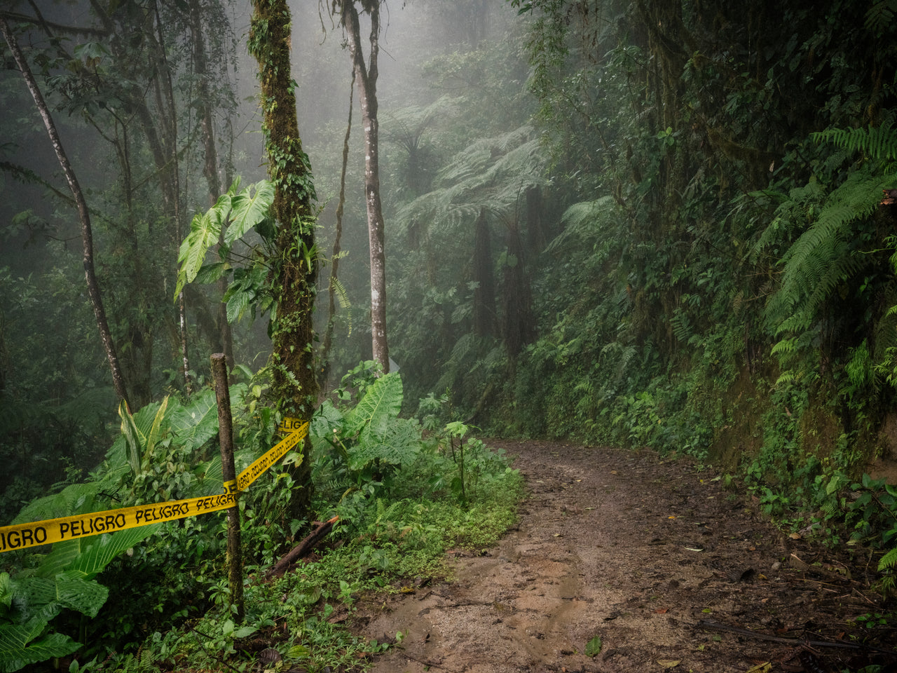 MARIA STURM Peligro Fine Art Print