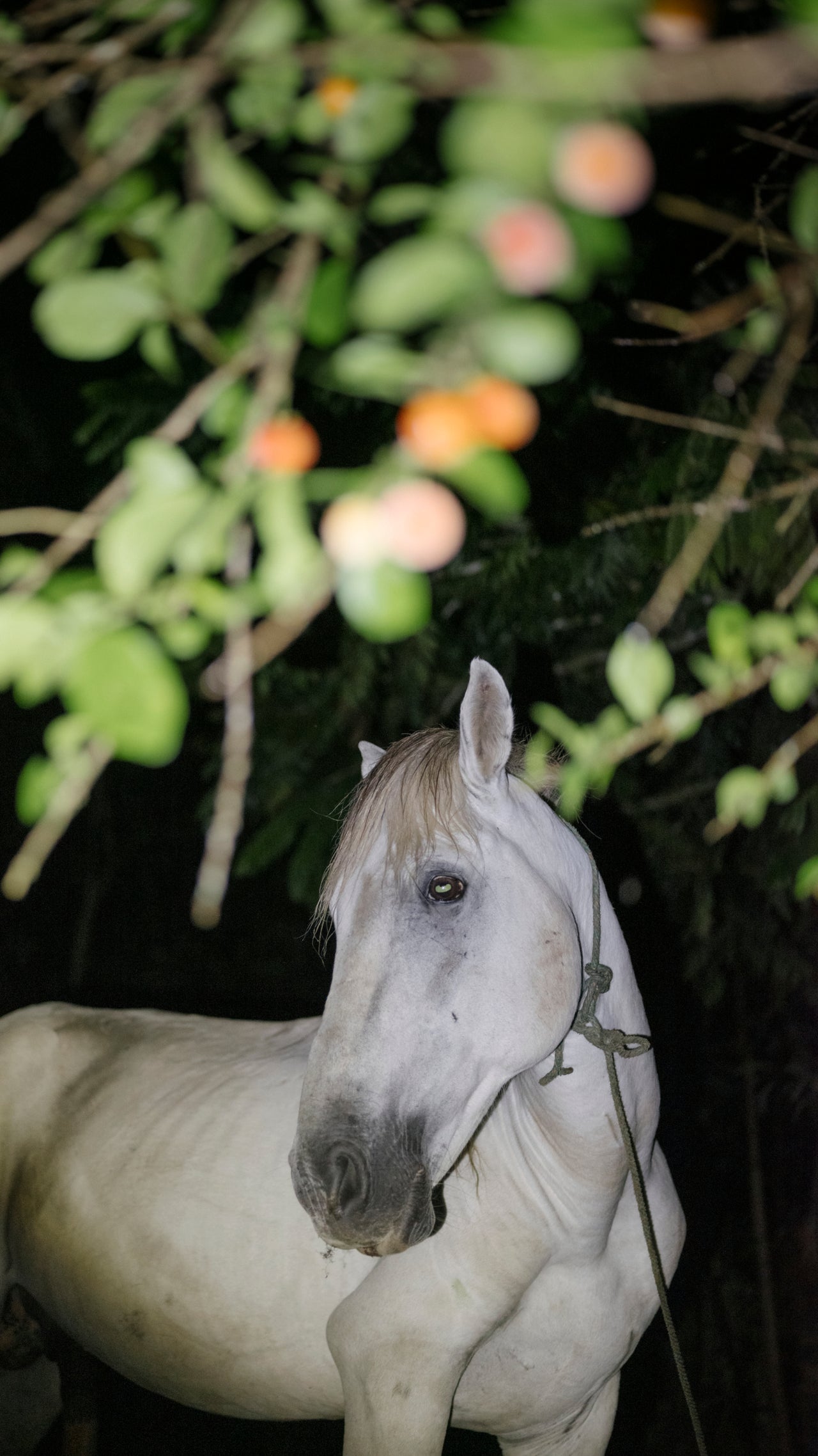 Poster Print Principe von MARIA STURM