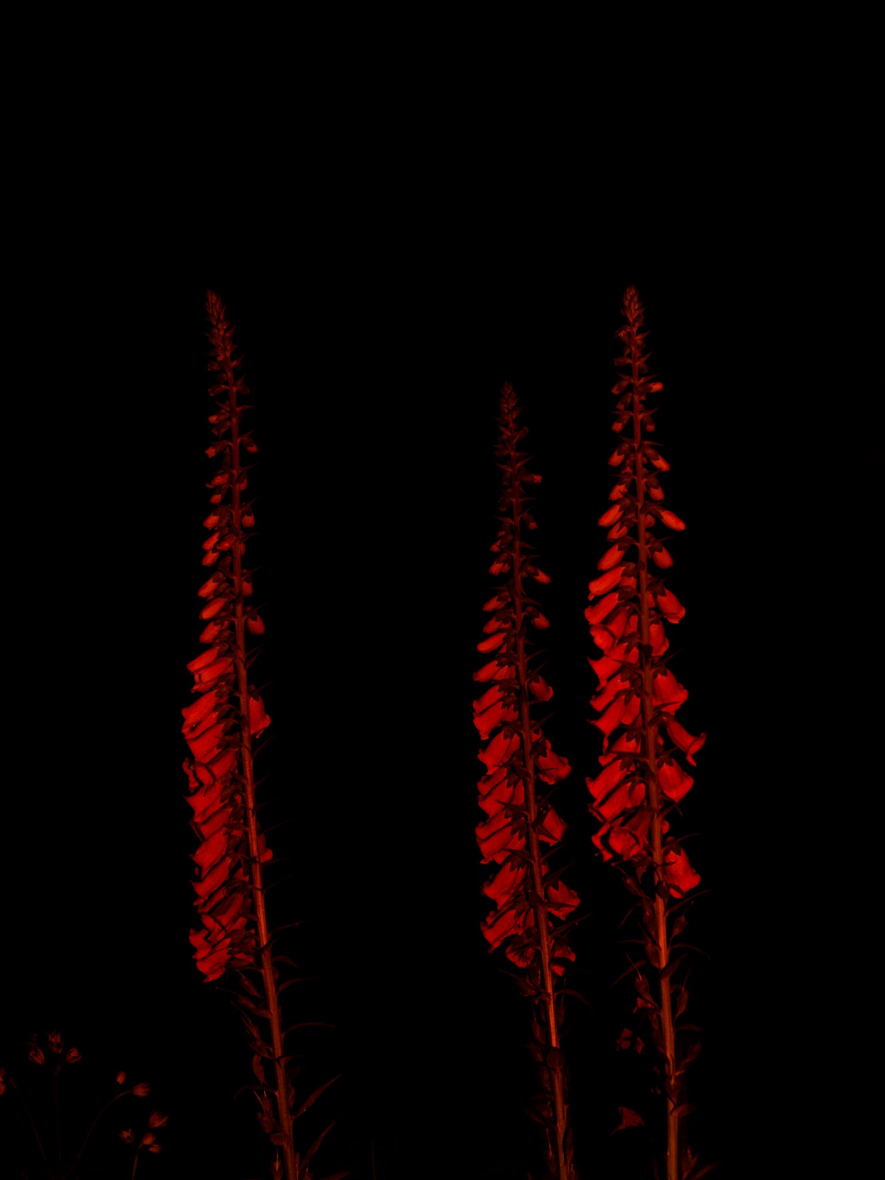 MELINA MÖRSDORF Foxglove