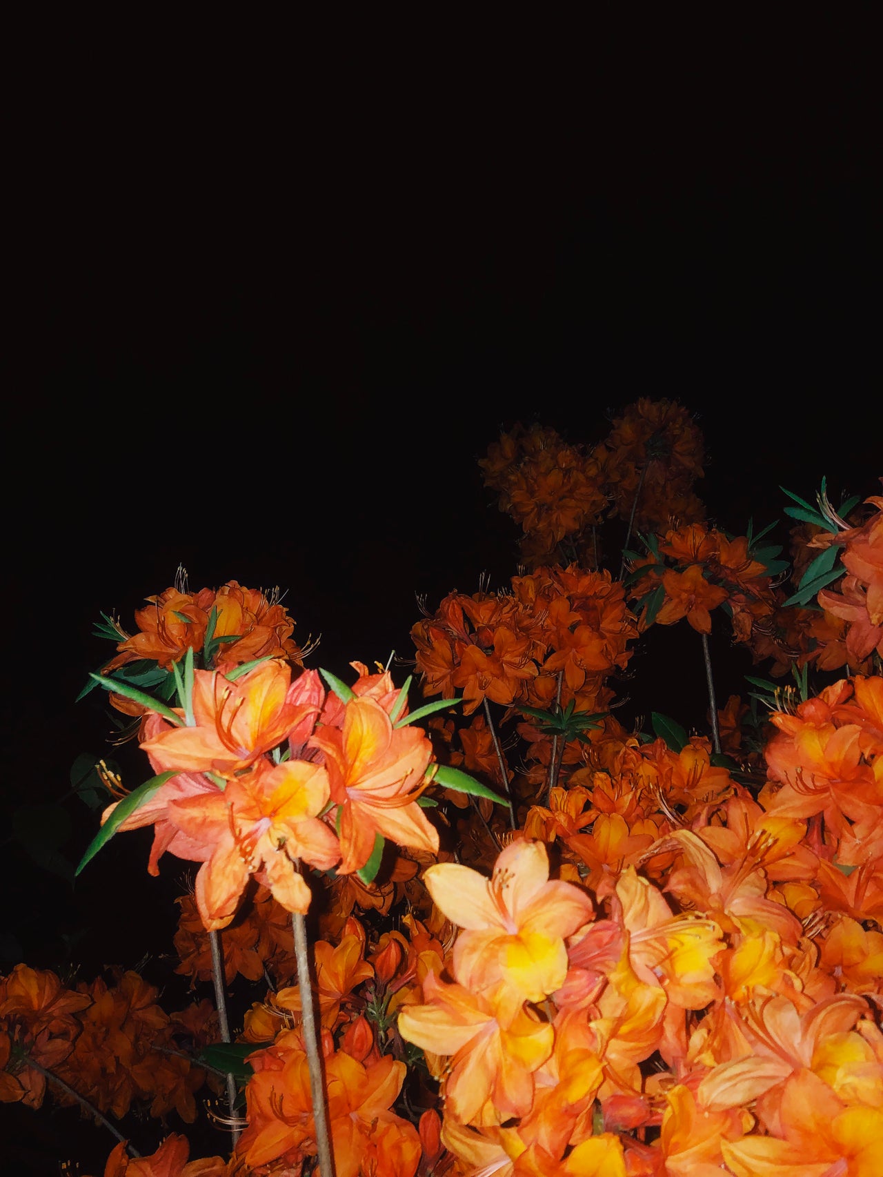 MELINA MÖRSDORF Mushy Azalea