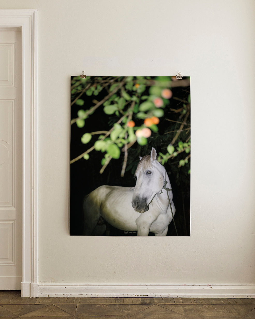 MARIA STURM Principe Poster Print