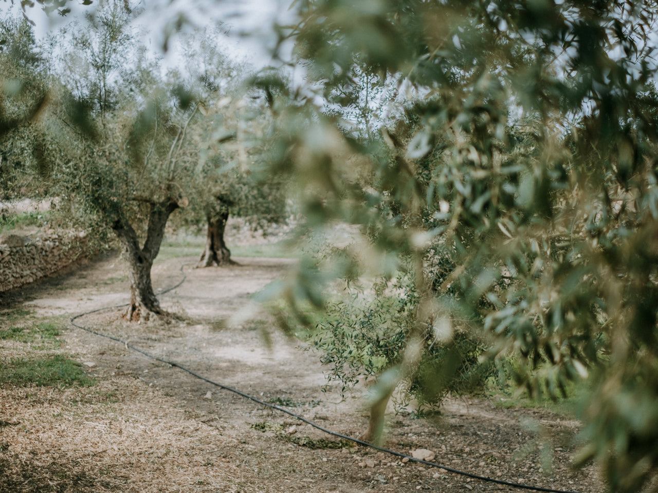 SONJA STICH Oliven Fern FINE ART PRINT