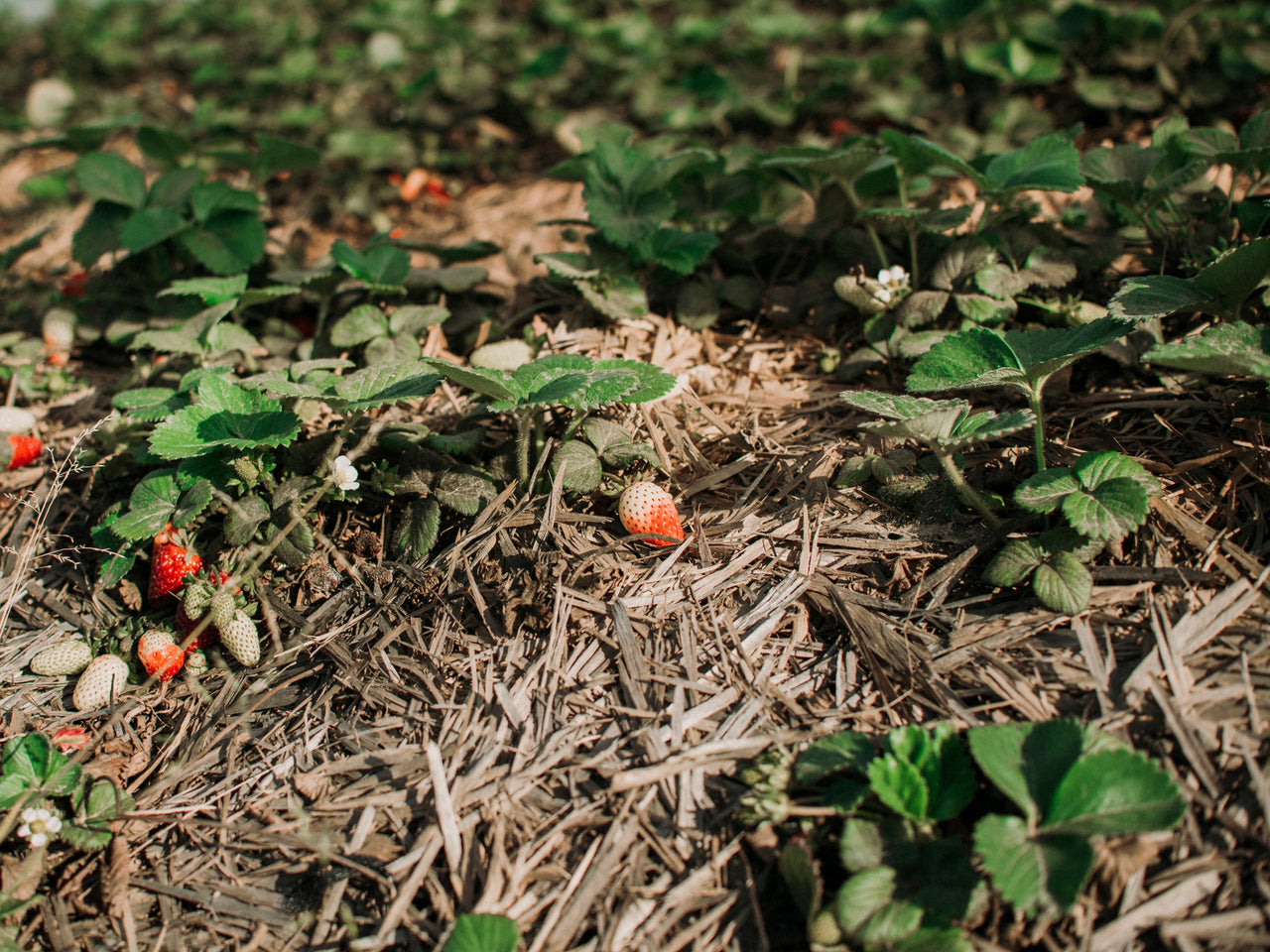 SONJA STICH Erdbeeren aus Spanien POSTER PRINT