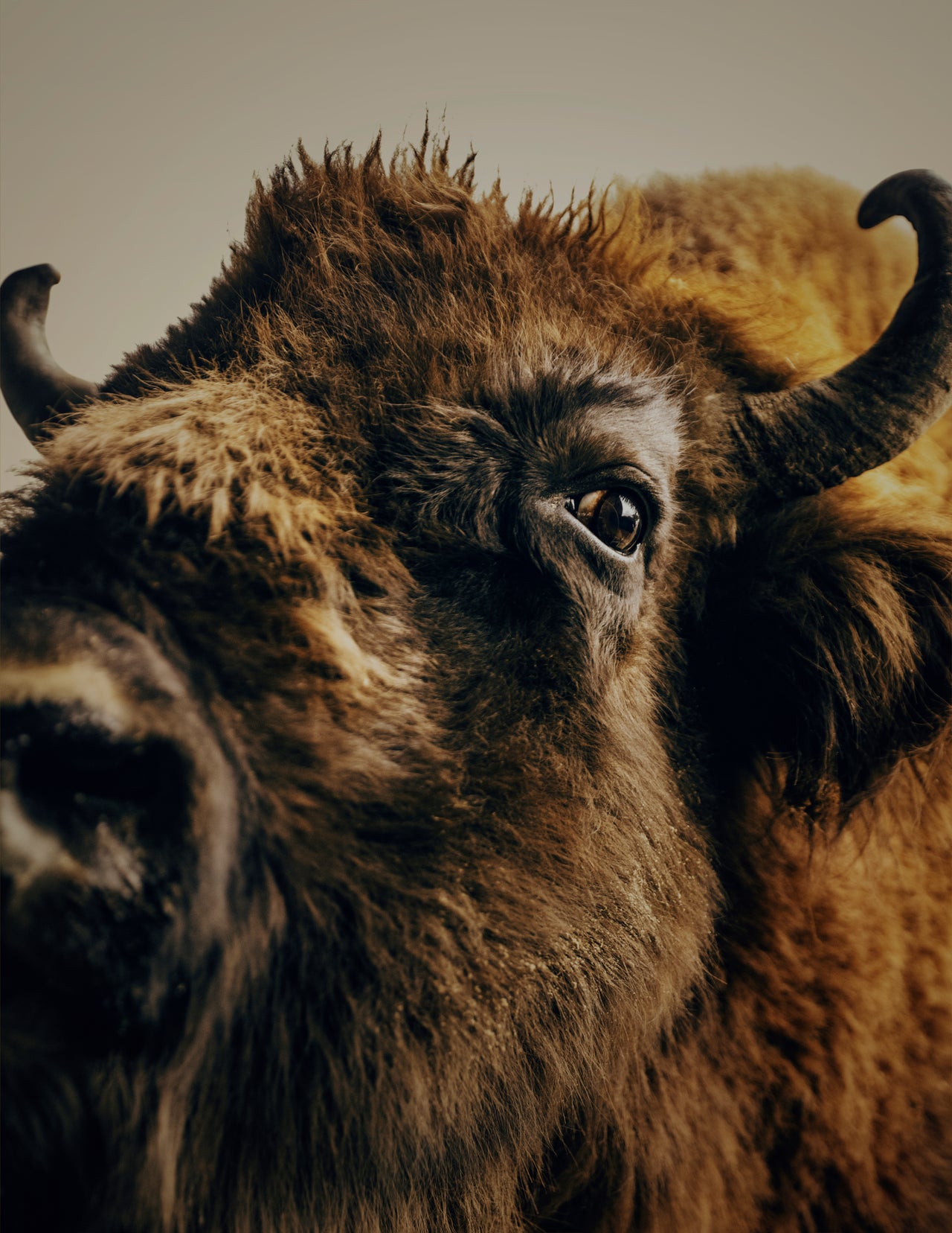 MARZENA SKUBATZ Wildnis