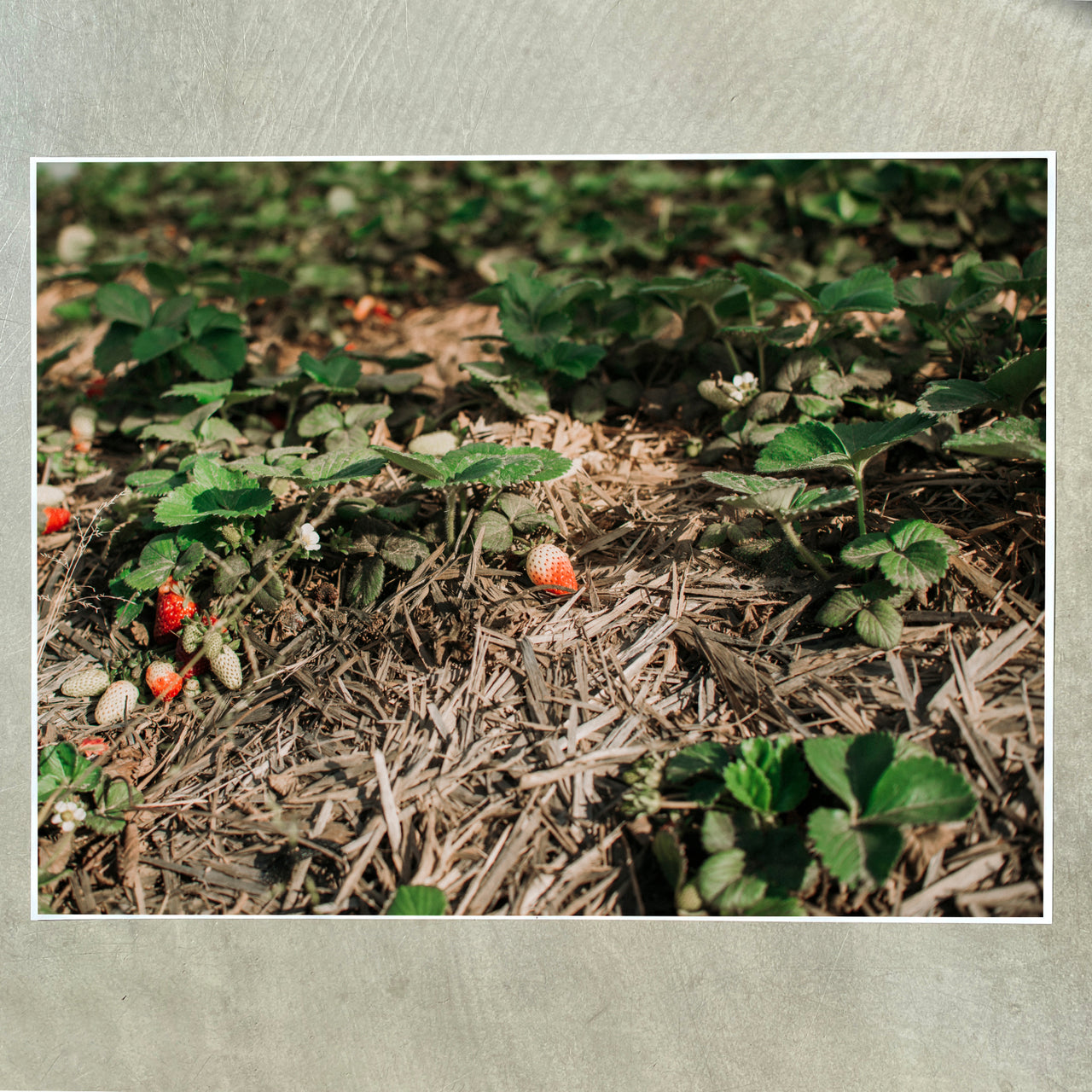 SONJA STICH Erdbeeren aus Spanien