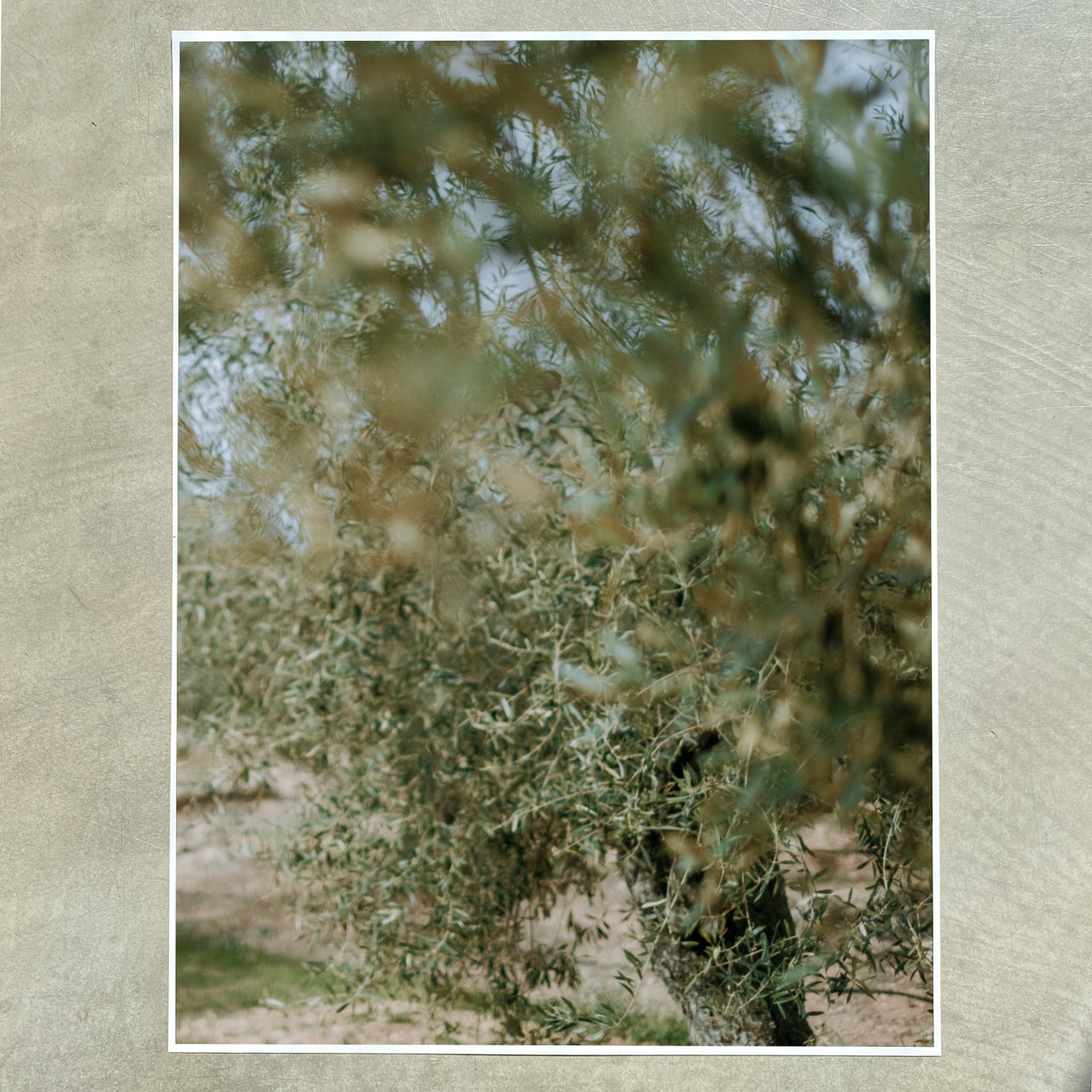 SONJA STICH Oliven nah und fern