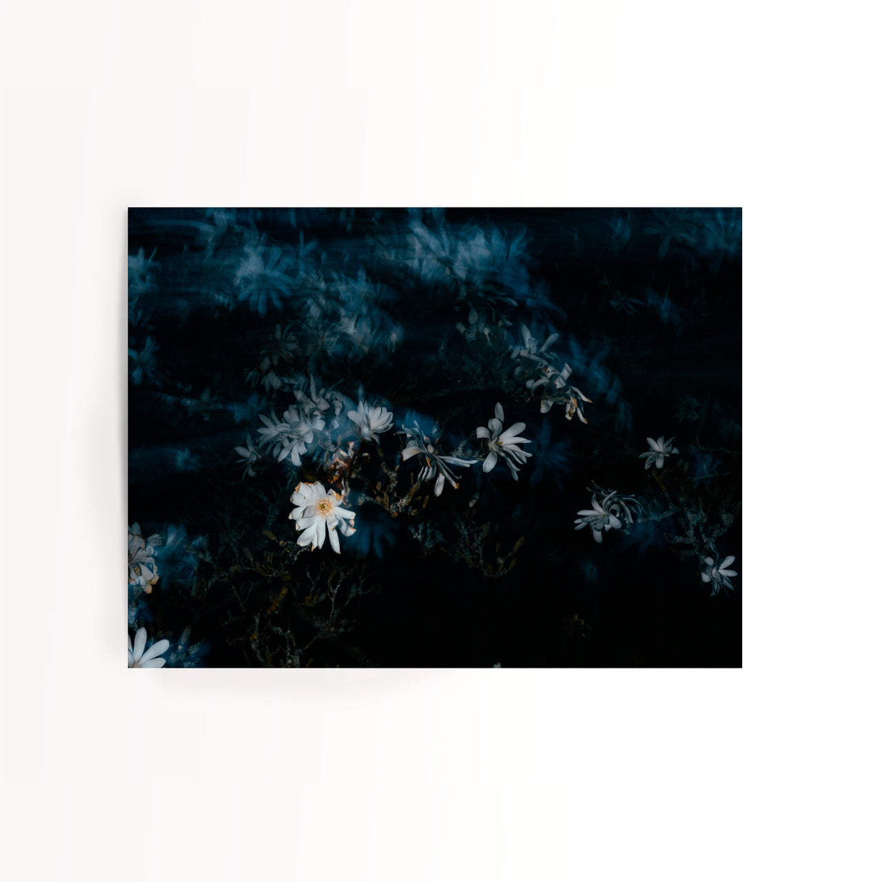 MELINA MÖRSDORF Magnolia Posterprint